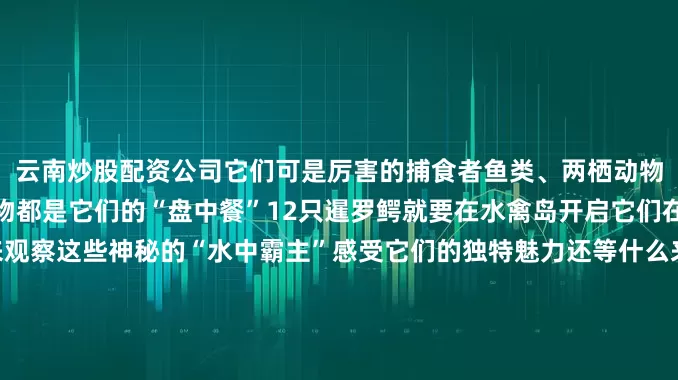 云南炒股配资公司它们可是厉害的捕食者鱼类、两栖动物、爬行动物和小型哺乳动物都是它们的“盘中餐”12只暹罗鳄就要在水禽岛开启它们在鄂野的新生活啦一起来观察这些神秘的“水中霸主”感受它们的独特魅力还等什么来鄂尔多斯野生动物园和这12只暹罗鳄来一场奇妙的相遇吧！一起见证这场“鳄鱼风暴”的精彩吧！来源：鄂尔多斯动物园发布于：北京市